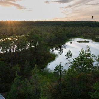 Viru raba, pildi autor Kadri Otsiver
